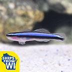 Neon Blue Goby - Tank-Bred